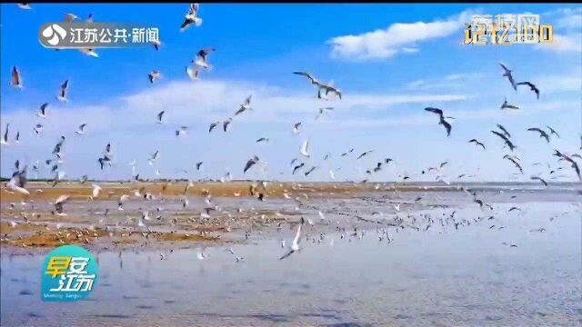 盐城黄海湿地 在实现历史跨越的背后 盐城经历了怎样的探索之路?