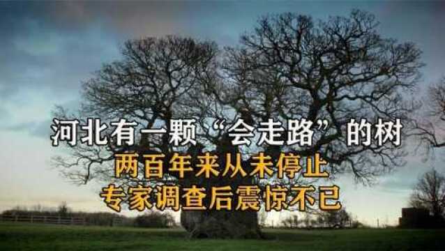 河北有一颗“会走路”的树,两百年从未停下,专家调查后震惊不已