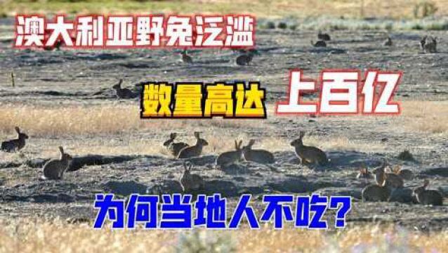 澳大利亚野兔泛滥,数量高达上百亿,为何当地人不吃?