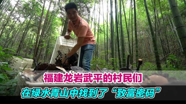 福建龙岩武平的村民们,在绿水青山中找到了“致富密码”