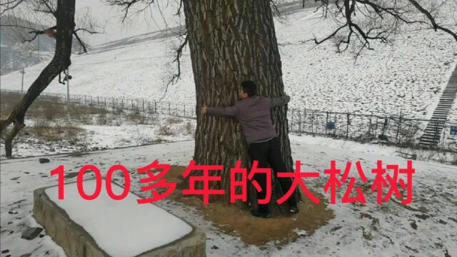 老黑给大家分享老家的风景,百年水库和一百多年松树,真是太美了