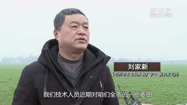 河南邓州:春管正当时 农业技术人员“把脉问诊”忙