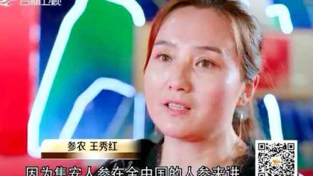 专题报道 | 吉林卫视深度挖掘“长白山人参”品牌塑造的故事!