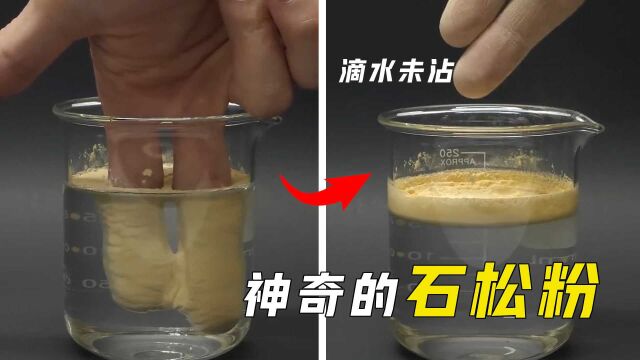 不仅滴水不沾,还能做引擎燃料,石松粉是什么神奇植物?