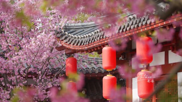 正是人间好风景 花开时节又逢君