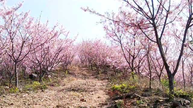 三明旅游 | 美爆了,这里因樱花再上央视,清流赖坊樱花全面盛放了