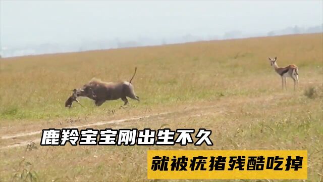 虐心!鹿羚宝宝刚出生,就被疣猪残酷吃掉,妈妈却有心无力