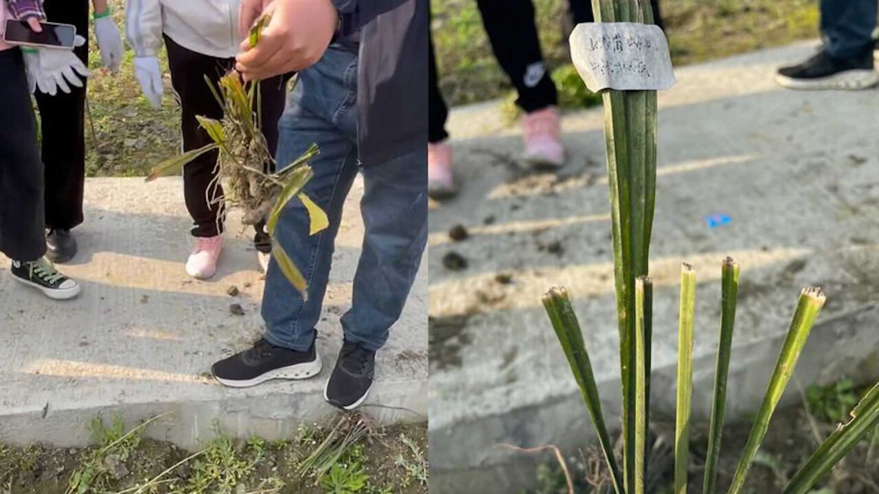 学生应老师号召去拔草,不料一顿操作拔出大片药草,老师当场无奈