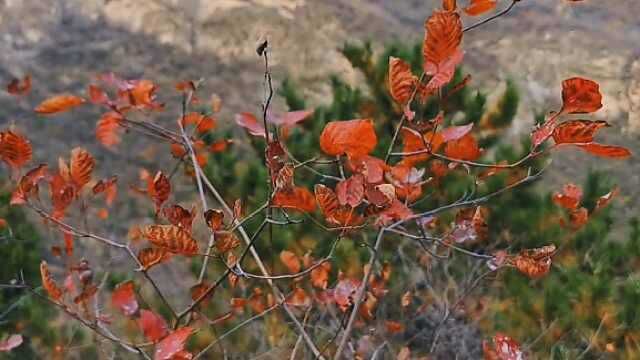 药王谷所在区域盛产中药材,山林遍生百年药树