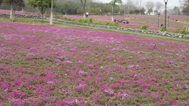 龙灵山十里花坡满山遍野的芝樱花海绽放,吸引市民踏春赏花