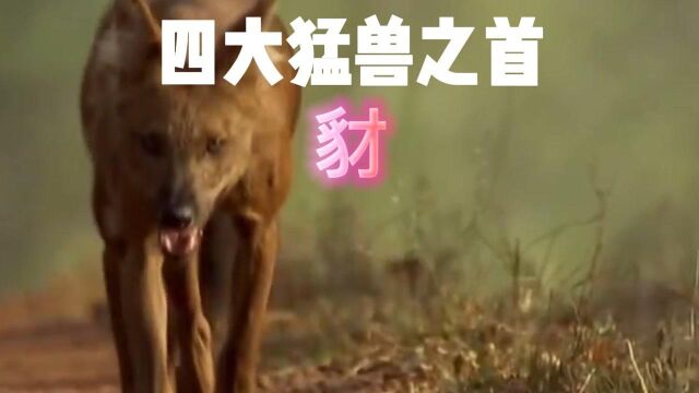 四大猛兽 豺