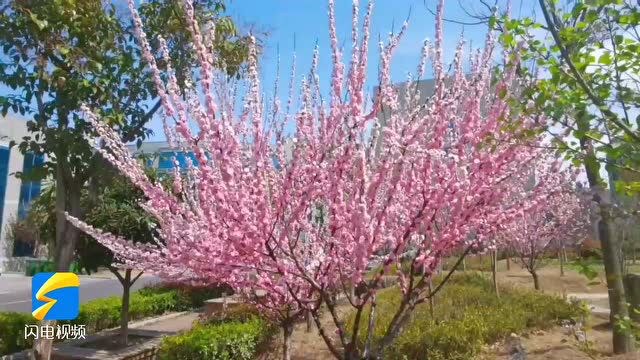 诗画山东|来山东交通技师学院 共赴一场与春天的烂漫“云”约会