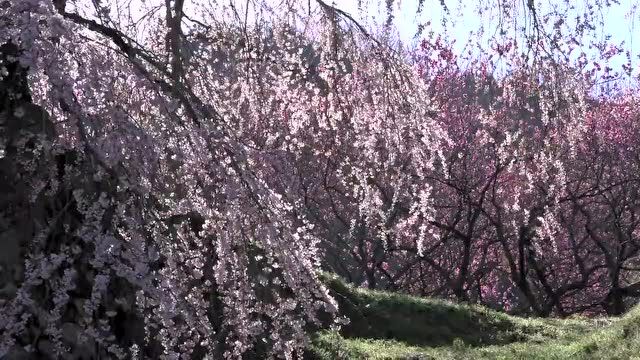 一棵樱花树 迷醉世人眼