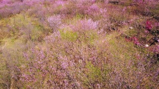 果然视频|济南千佛山西南,有百亩野桃花正肆意绽放成红色海洋