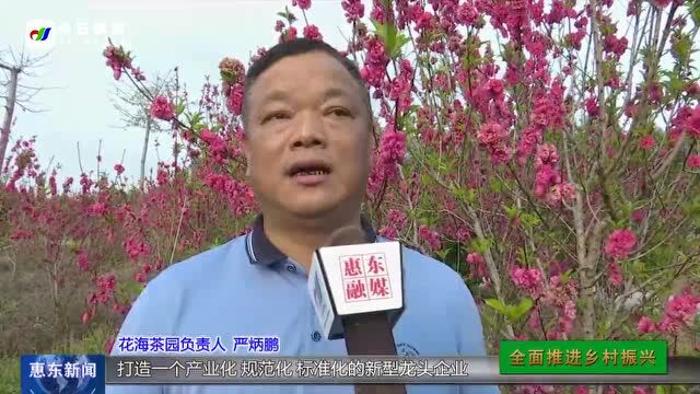 千亩荒山变“花海茶园” 探索茶旅融合发展路