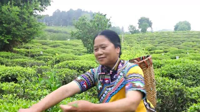 元阳:云雾山中茶飘香 群众采茶忙