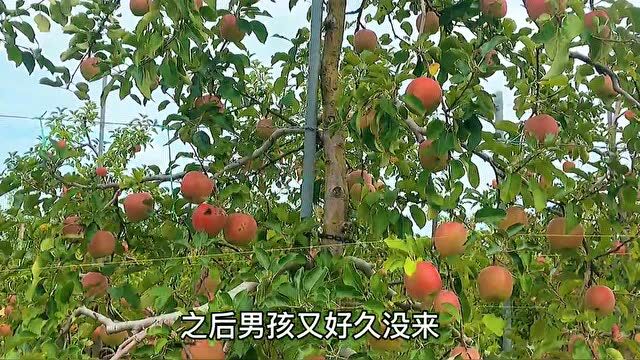 苹果树和小男孩的故事:想想我们又何尝不是如此呢?