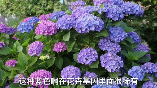 新买回家的绣球花怎么养?园艺师教你,现在是种绣球花的好季节