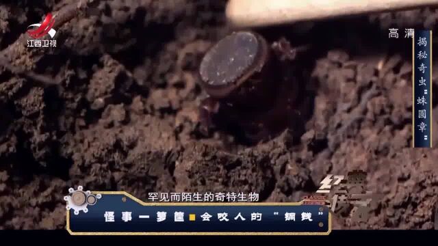 这种蜘蛛有剧毒,形状似“铜钱”,村民们称它为“蛛圆章”