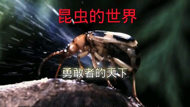 昆虫的世界,勇敢者的天下