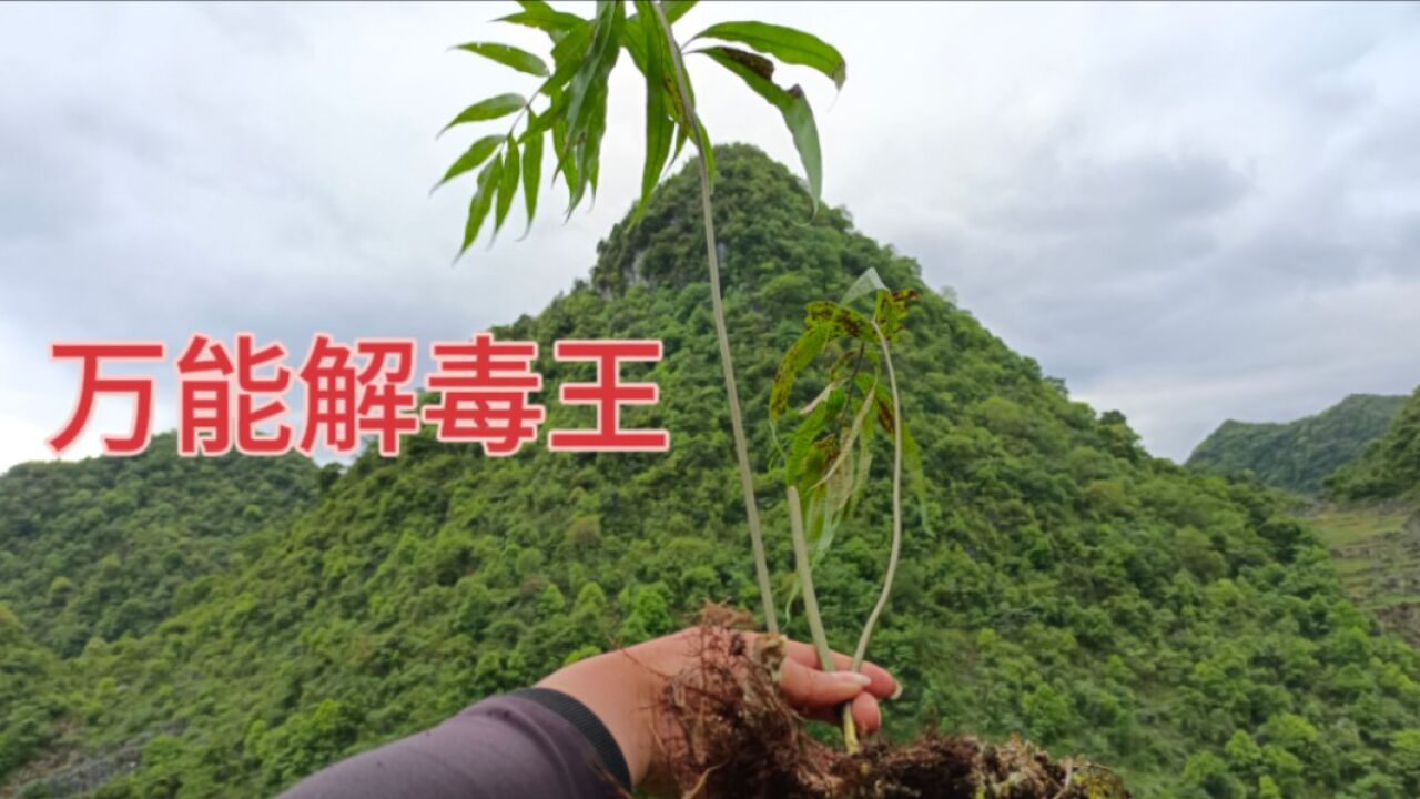 万能解毒王?500块钱一斤进行收购,你有看见过这种植物吗?