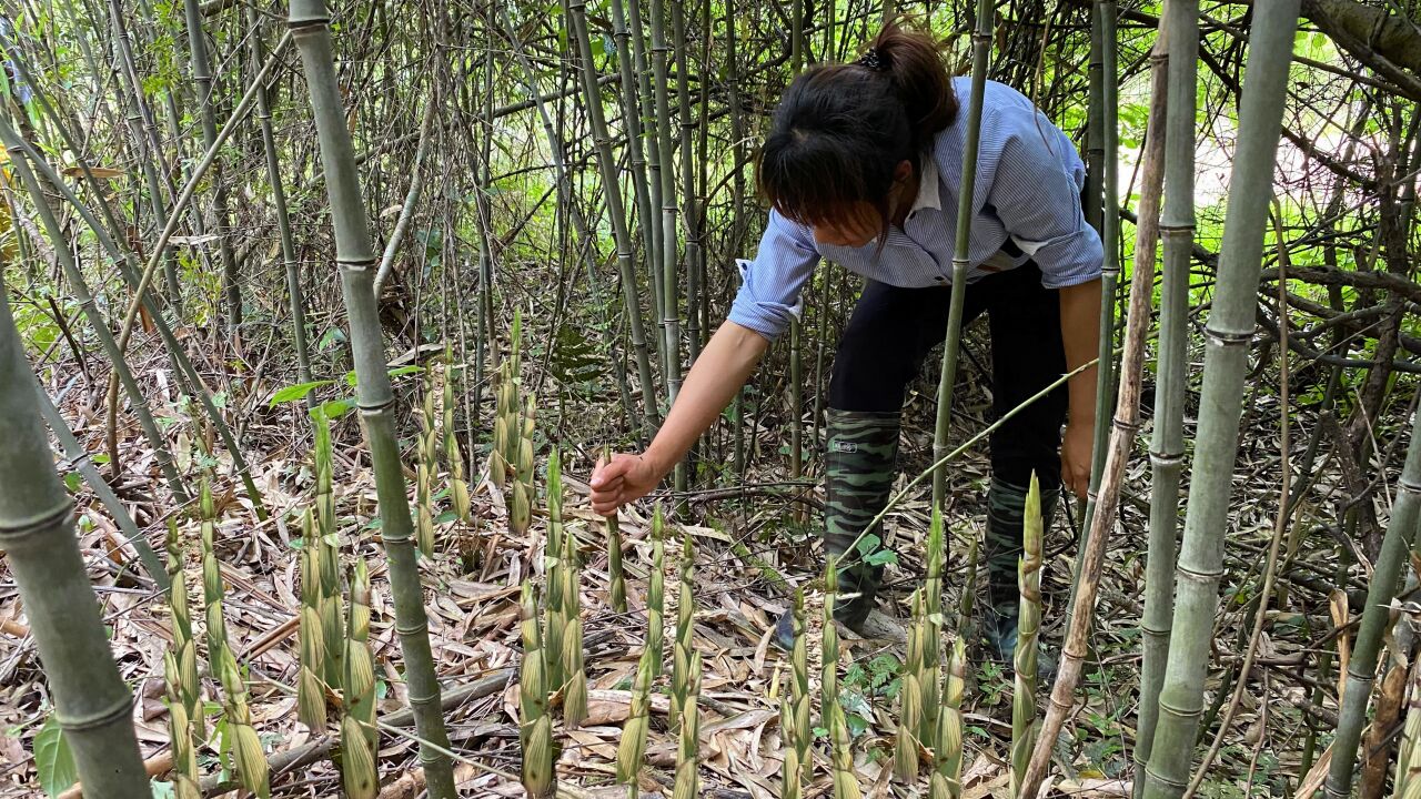 拔笋的声音真解压,钻进竹林野笋一根接一根,拔得啪啪响