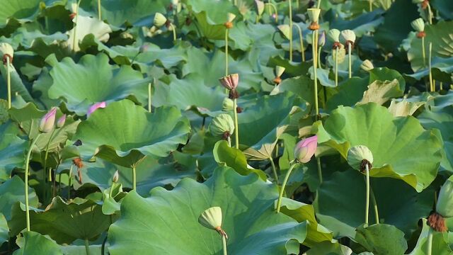 夏天夏季夏日 小暑 大暑 荷花荷花池 荷塘莲蓬高清实拍视频 