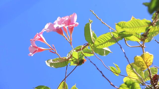 夏日风景