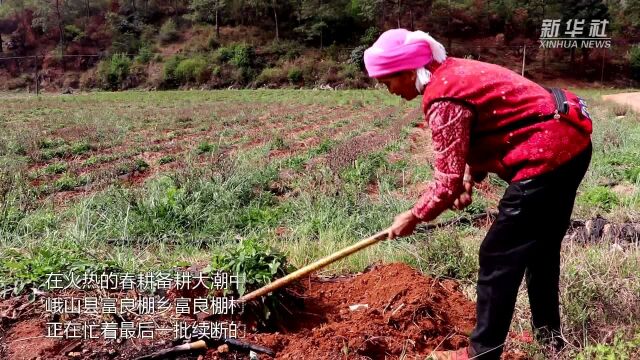 千城胜景|云南峨山:药材种植兴农富民