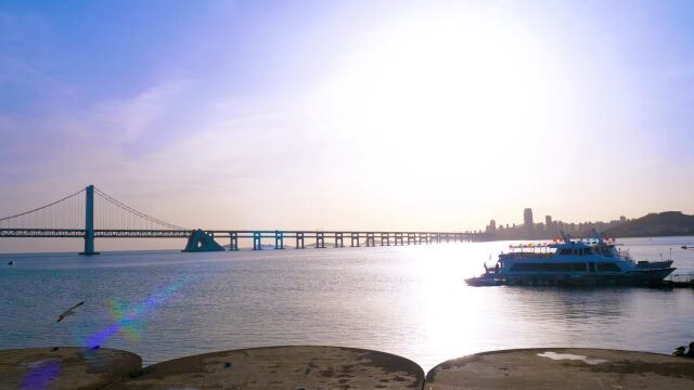 实拍素材:大海海景跨海大桥海鸥