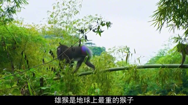 猴子有彩色的屁股,红屁股猴羡慕了,它叫山魈