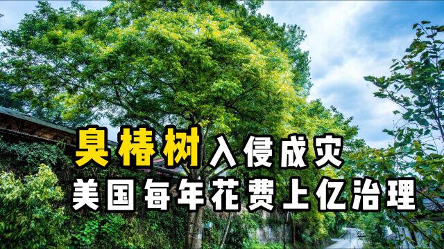 美国泛滥成灾的臭椿树,为啥到了中国无法豪横呢?看后涨知识