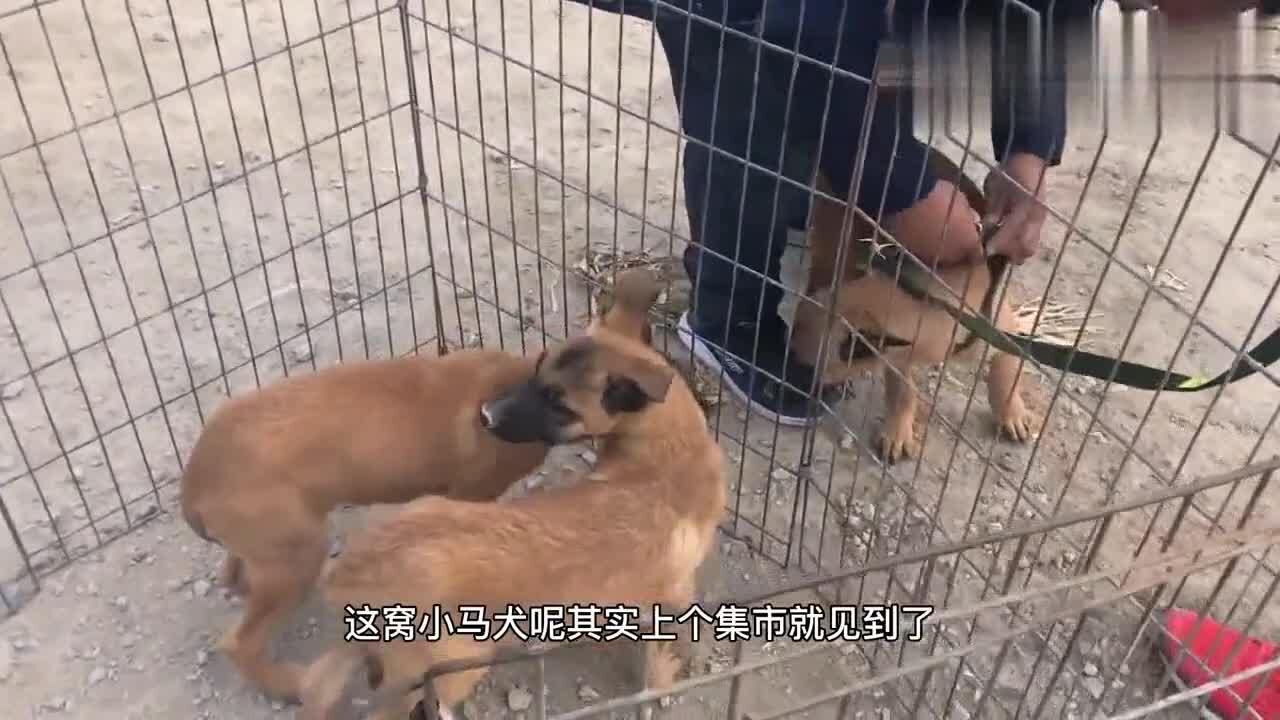 农村狗市:猛犬被卖狗肉车,突然挣脱铁夹子逃跑,瞬间和主人之间的信任