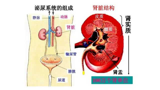 疯狂的“石头”——邯郸市第一医院泌尿三科主任 杨文峰