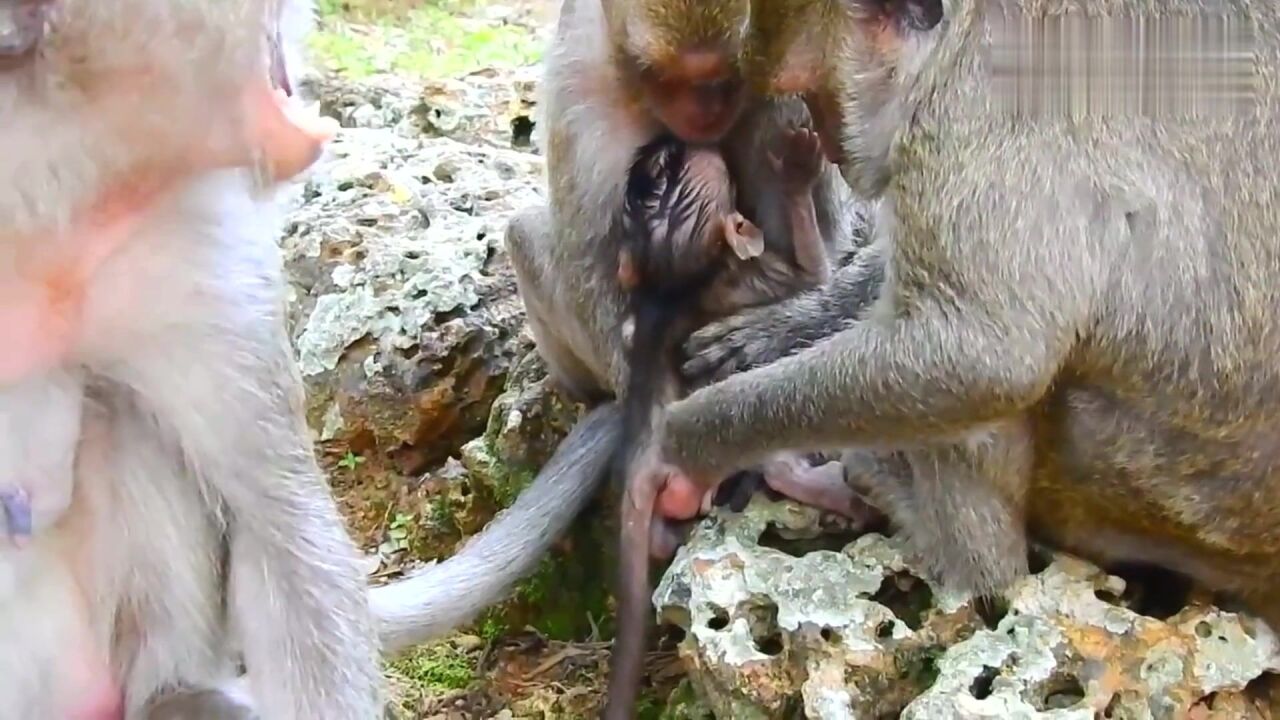 可恶的母猴,为何要拽住小猴的腿,小猴只要妈妈!