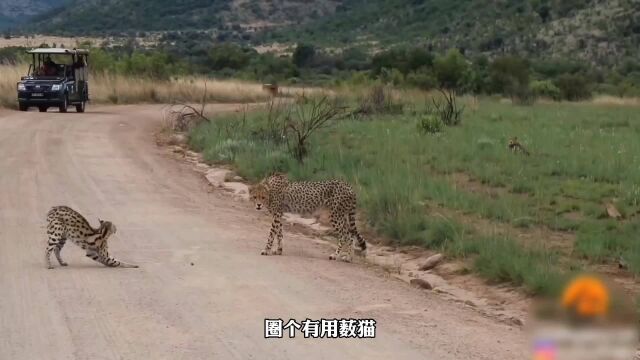 薮猫与猎豹相遇,猎豹主动上前试探薮猫,薮猫却吓退猎豹