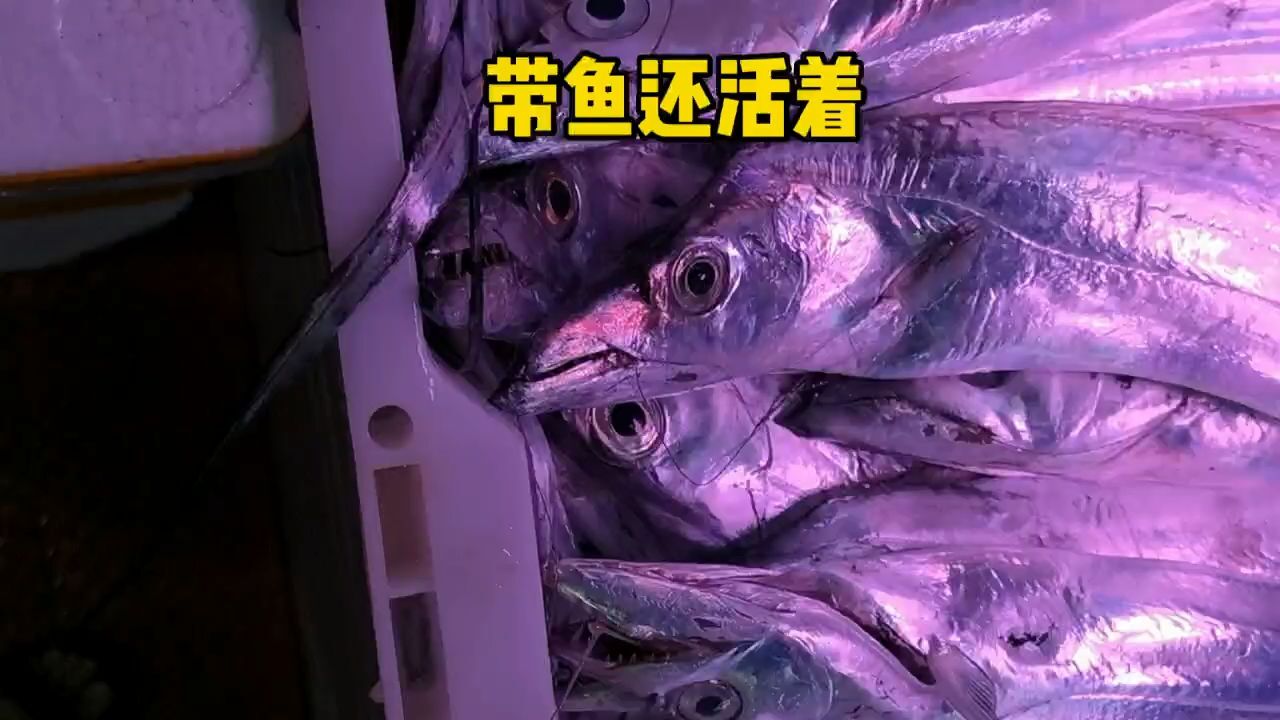 奇妙水族馆:带鱼还活着,状态很好