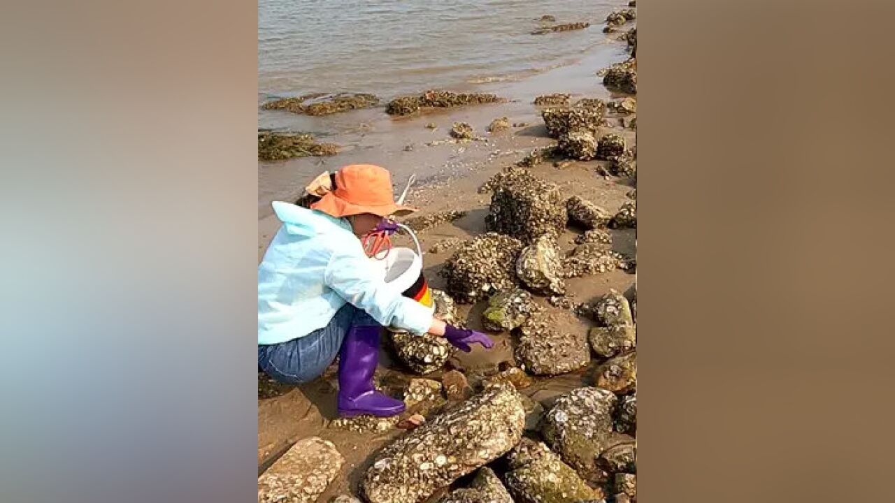 小郑赶海发现猛货大鲨鱼眼疾手快直接拍上岸,边走边抓真过瘾呀!