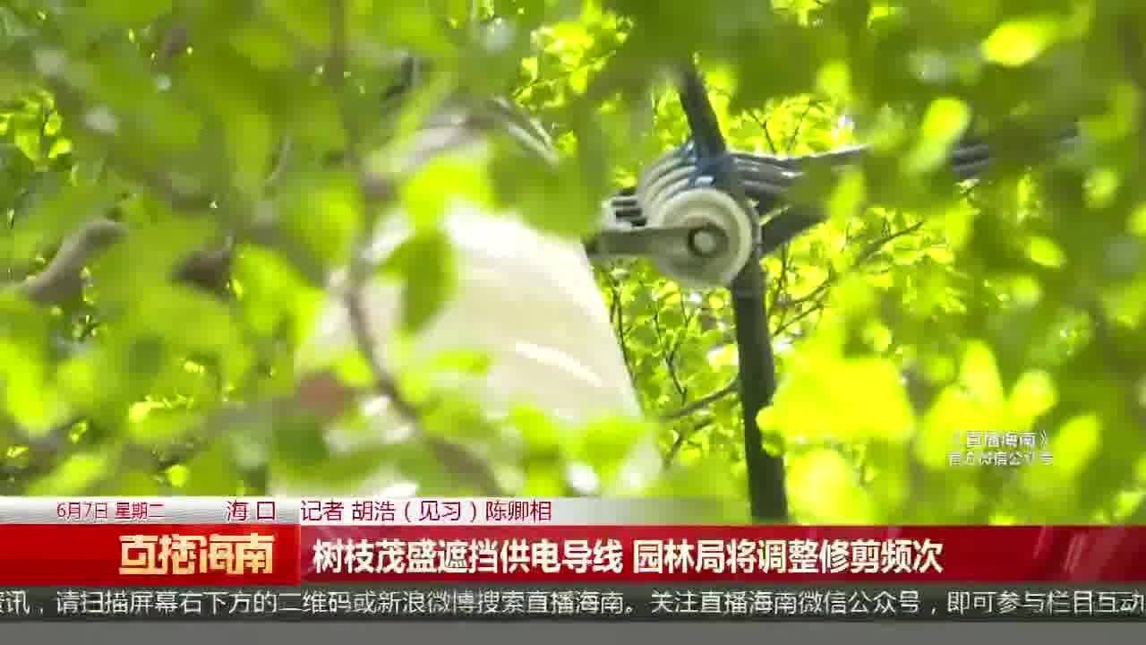 树枝茂盛遮挡供电导线 园林局将调整修剪频次