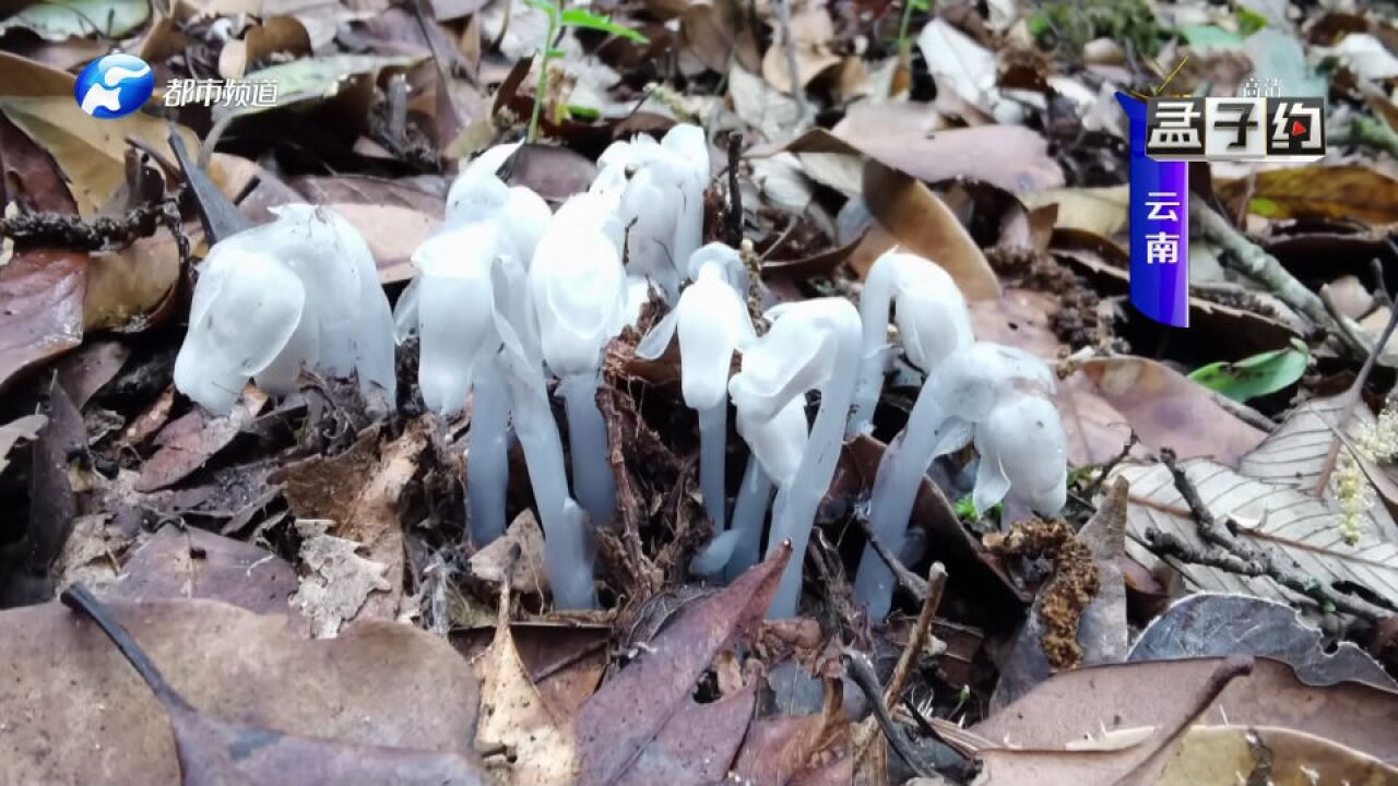 重大发现!珍稀濒危植物水晶兰现身,对生长环境要求极高