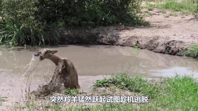 羚羊刚挣脱鳄口,瞬间就被花豹捕获,这也许就是食草动物的命运