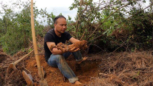 实拍农村男子上山挖山货,野生土茯苓