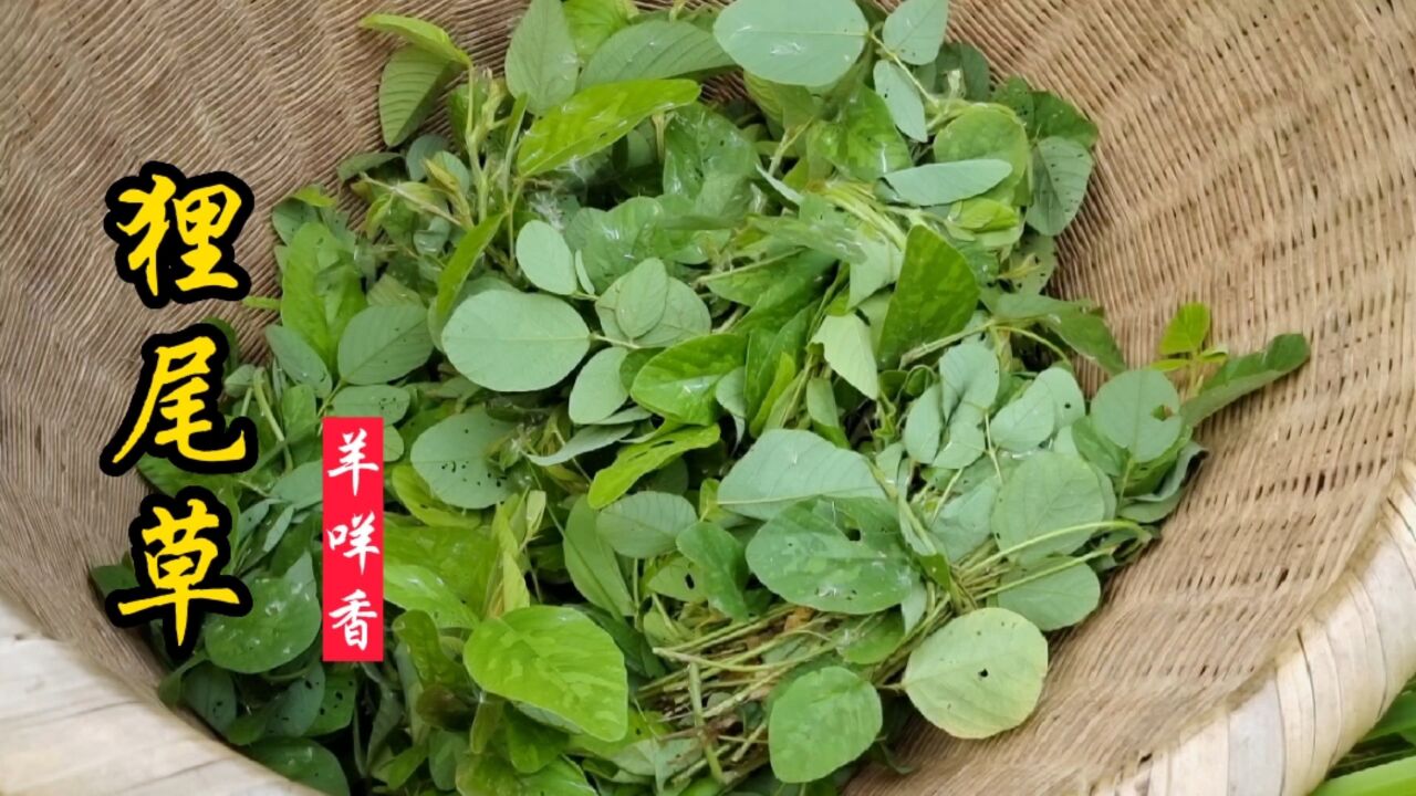 狸尾草又叫羊咩香,客家人称为猫宫菜,经常用它煲汤泡茶好处多!