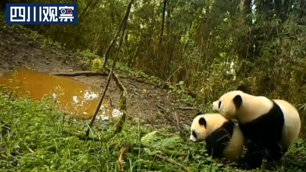 宝兴:熊猫母子现身 妈妈饮水 宝宝打望