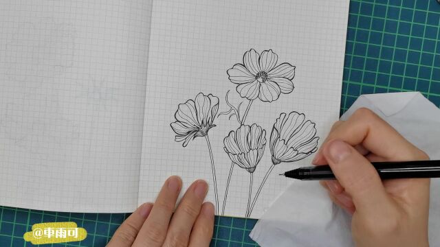 零基础针管笔线描画(花卉)系列~格桑花的画法3