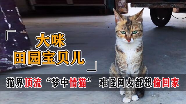 网红猫大咪有多像人?懂人话,干人活,不愧是300万人的梦中情猫