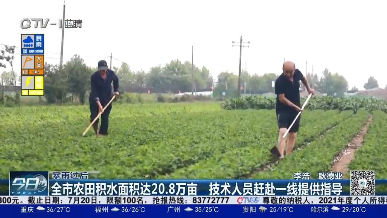 青岛全市农田积水面积达20.8万亩,技术人员赶赴一线提供指导