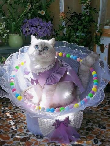 好点的猫窝 s360x480?max_age=7776000