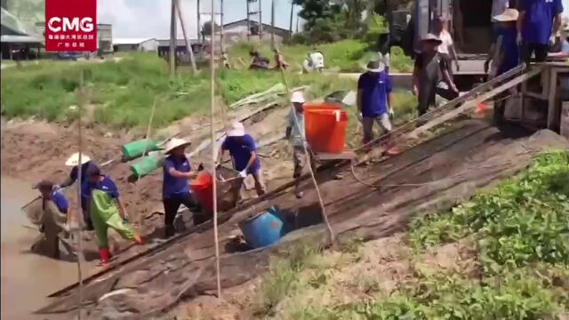 中央广播电视台报道 | 烤鳗产销旺季来临,天马科技集团广东台山5000亩养殖基地大量出鱼引发广泛关注