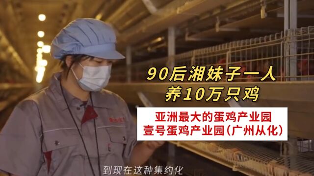 壹号蛋鸡产业园,90后湘妹子一人养10万只鸡!